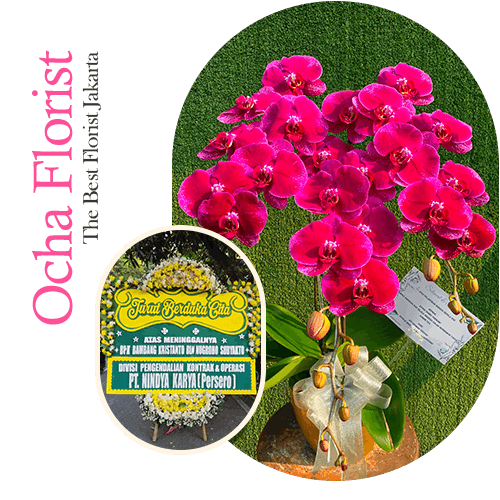 Profil Ocha Florist